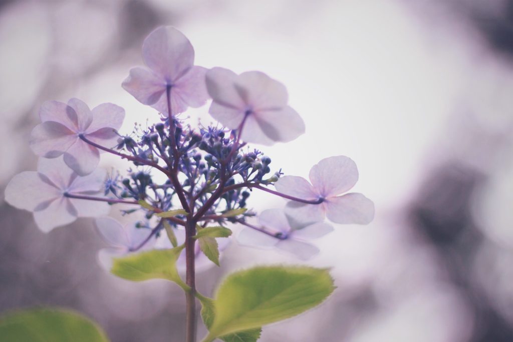 紫陽花アジサイの鉢植えの育て方と来年も花を咲かせるコツは？