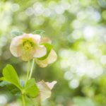 クリスマスローズをドライフラワーに！花が終わっても眺めていたい♪