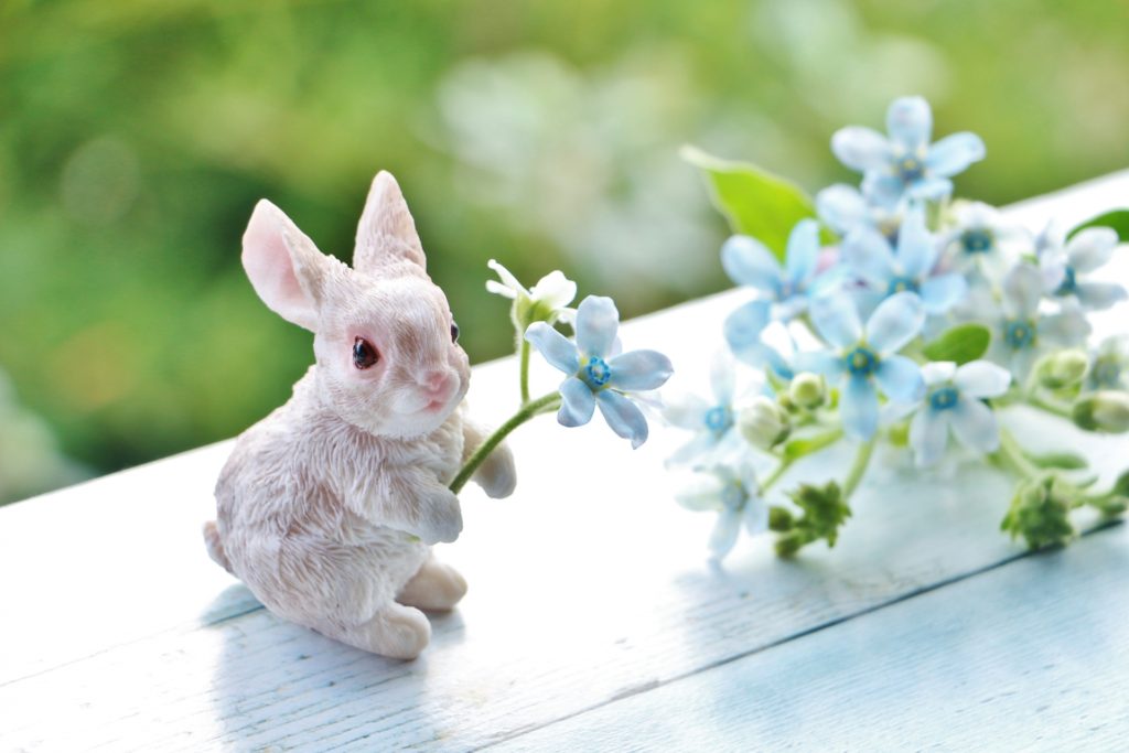 ブルースターの種がたくさん収穫できました♪ 綿毛の写真もご紹介