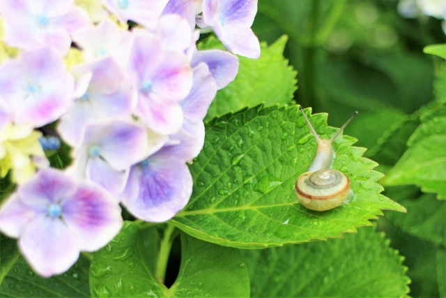紫陽花の葉には毒がある カタツムリは葉っぱを食べる 食べない Mikaco Style 2