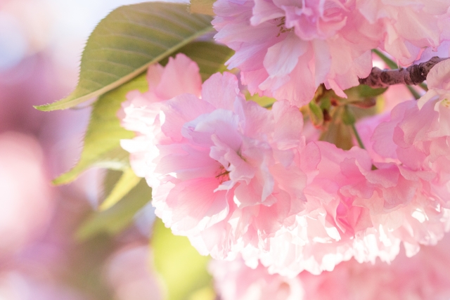 桜の花びらの枚数は何枚 花びらが300枚もある桜があるってホント Mikaco Style 2