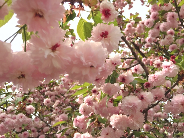 桜の花びらの枚数は何枚 花びらが300枚もある桜があるってホント Mikaco Style 2