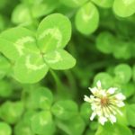 四つ葉のクローバーが見つかる確率や場所は？見つけ方にコツはある？