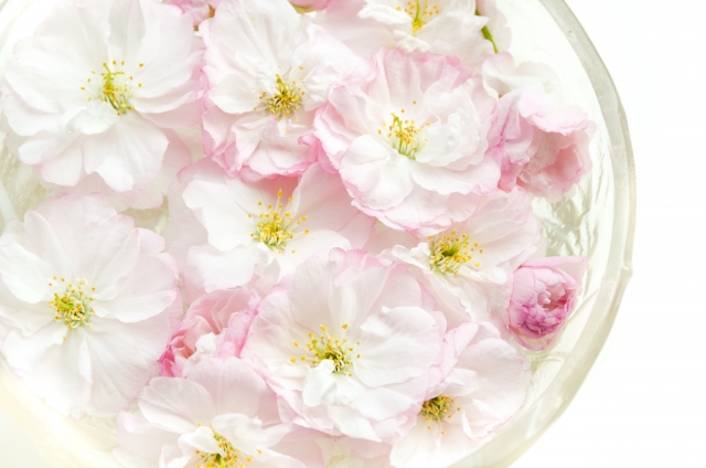 日本のエディブルフラワー 桜の塩漬けにはどんな種類の桜を使う？