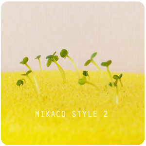 クレソンの水耕栽培に失敗 スポンジに種まきして根が出ない原因は Mikaco Style 2