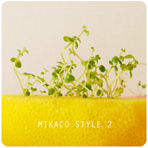 クレソンの水耕栽培に失敗 スポンジに種まきして根が出ない原因は Mikaco Style 2