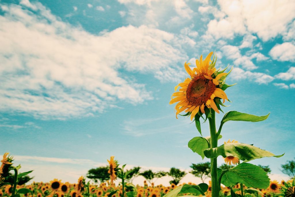 年々暑くなるのはなぜ？その理由は地球温暖化のせい？それとも・・
