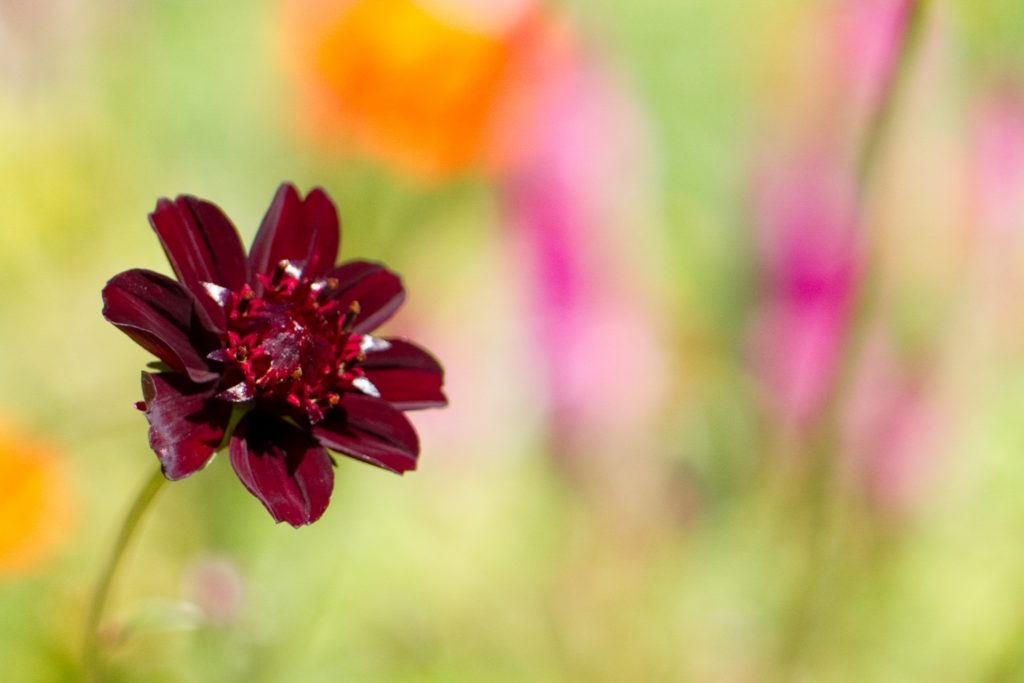 チョコレートコスモスの品種は？花色や四季咲きなど種類もいろいろ