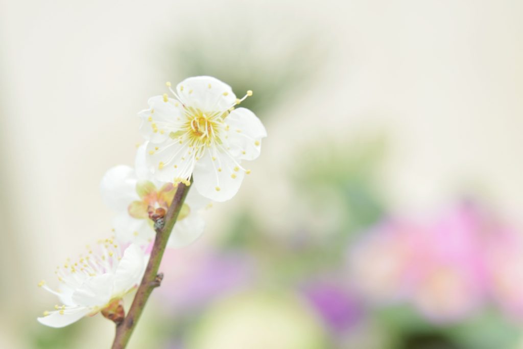 新元号令和 引用された万葉集 梅花の歌（序文）の意味と読み方は？