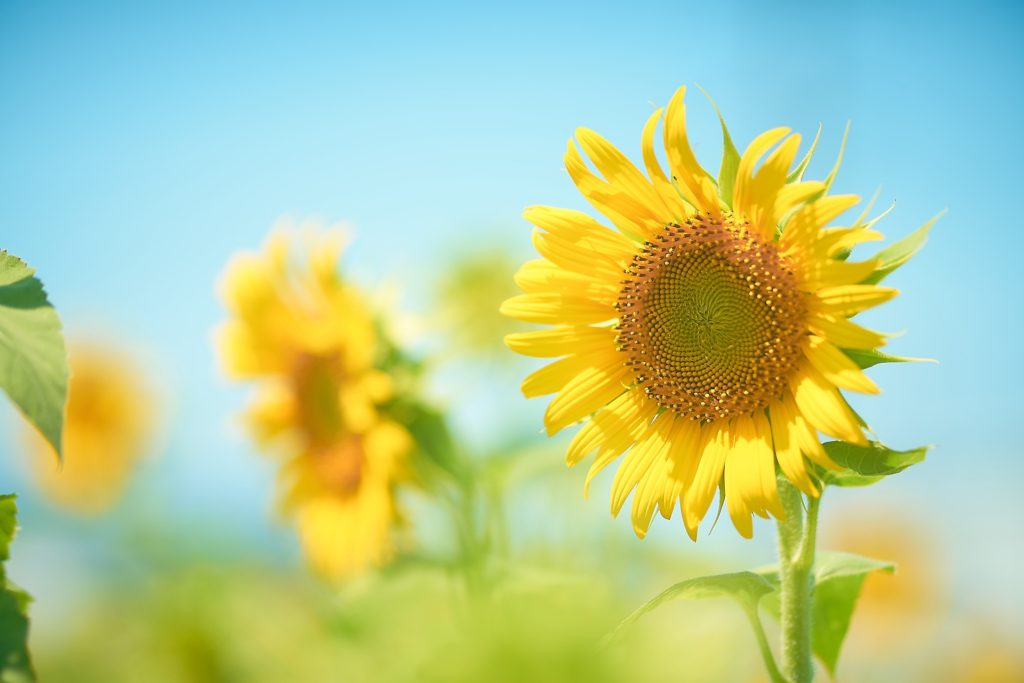 ひまわりの向きは太陽を追いかけてるってホント？その理由とは・・