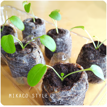 ブルースター オキシペタラム ジフィーセブンに種まきする育て方 Mikaco Style 2