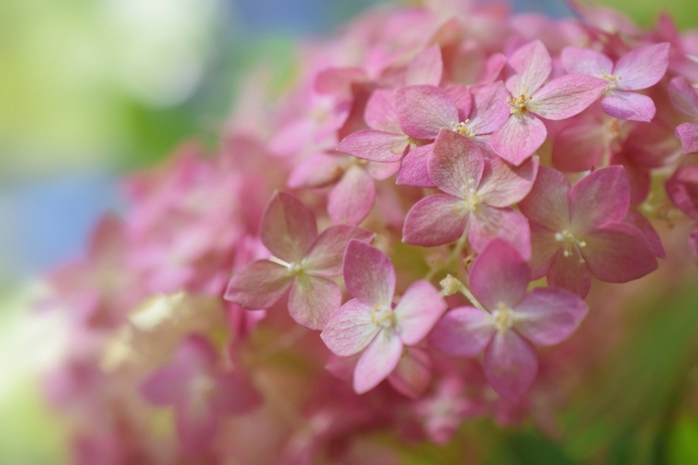紫陽花の種類で人気のアナベルはどんな花 ピンク色や八重咲もある Mikaco Style 2