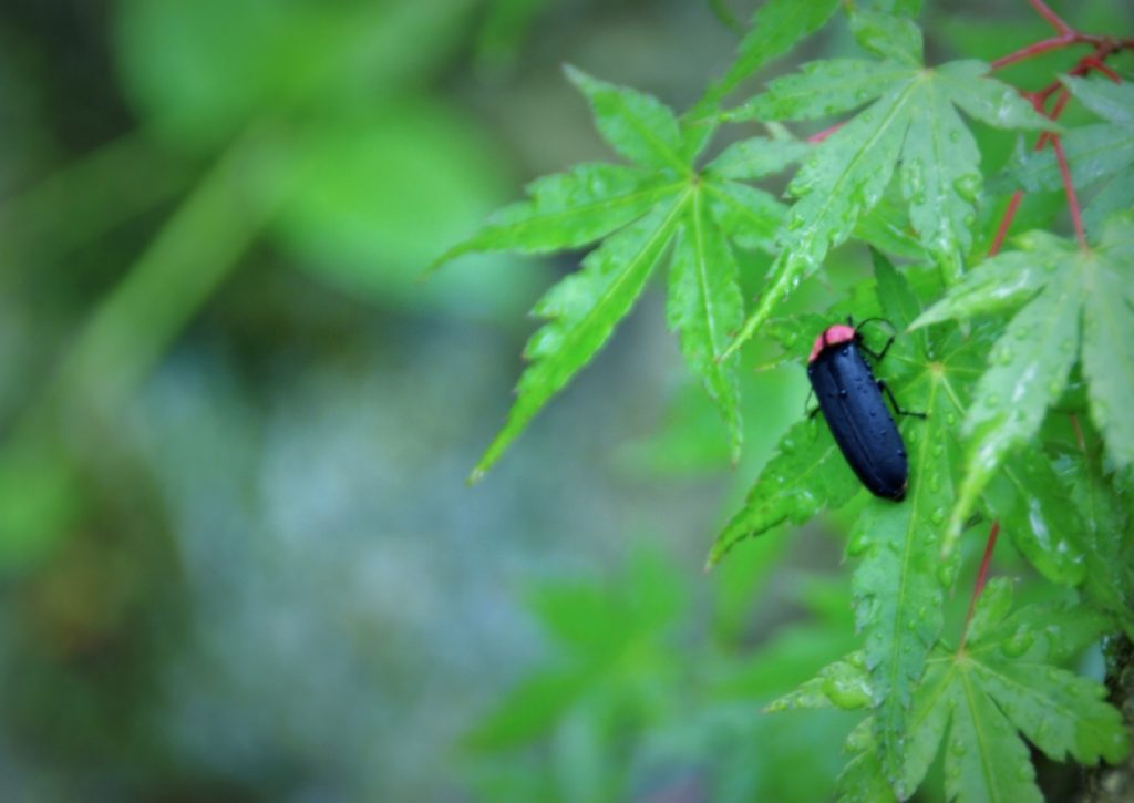 蛍はいつ見れる？2019年のホタル出現予想で見頃の時期をチェック！