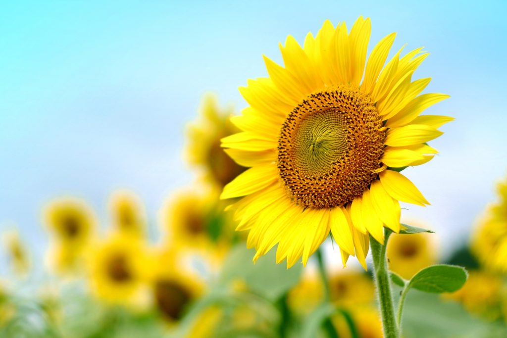 笠岡ベイファームのひまわり畑の開花状況や見頃はいつ？