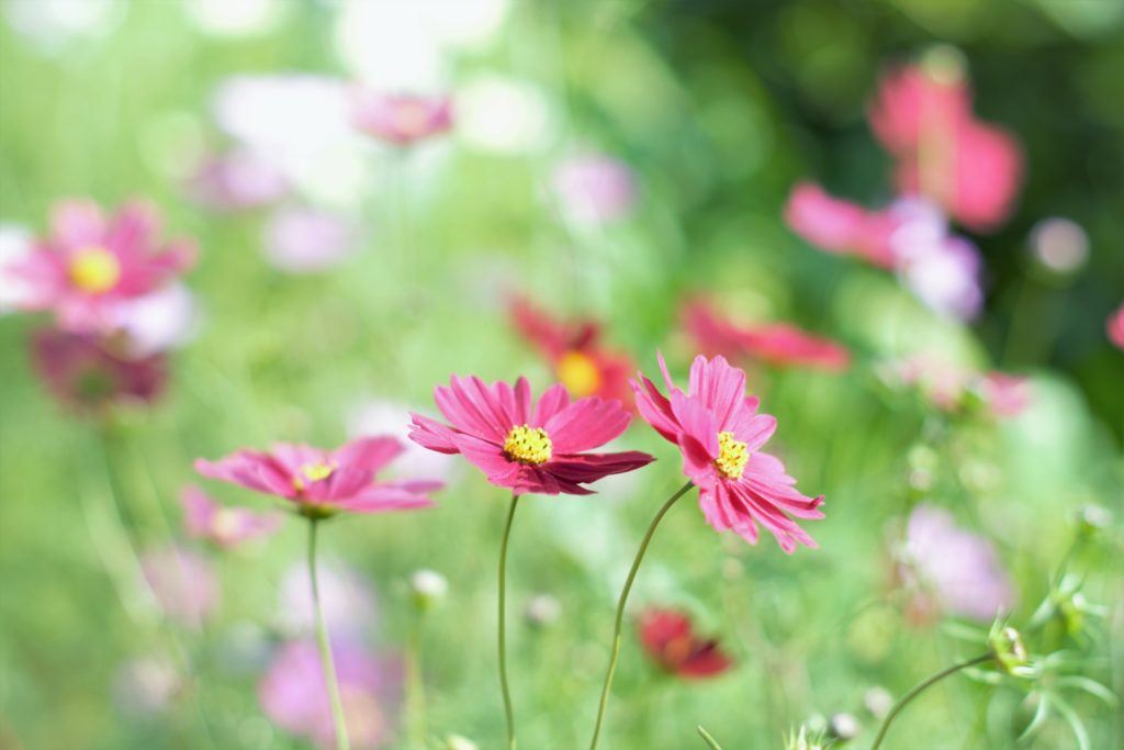 チョコレートコスモス（チョカモカ）苗から育てる鉢植え栽培の記録