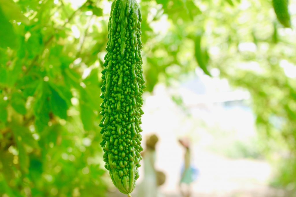 ゴーヤの食べ頃の見分け方と1ヵ月日持ちさせる冷凍保存の方法は？