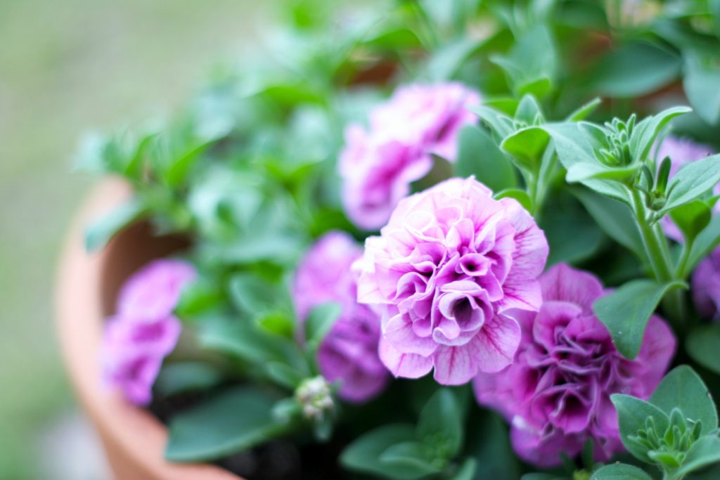 ペチュニアの挿し木（挿し芽）の方法は？時期はいつごろがよい？