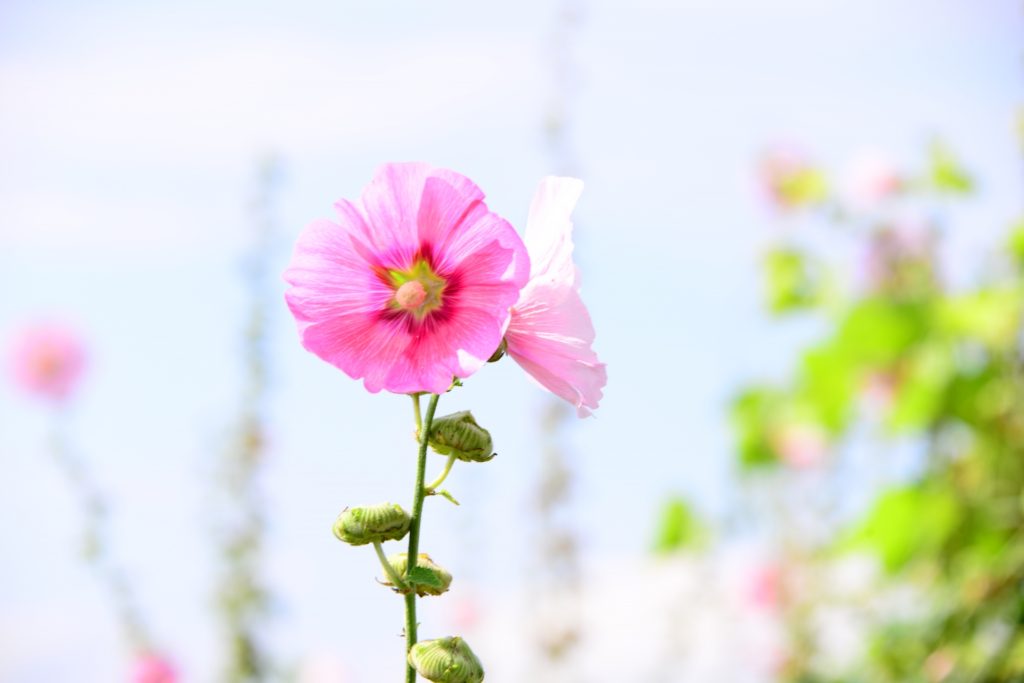 タチアオイは梅雨明けを知らせる花！？開花時期や見頃はいつ？
