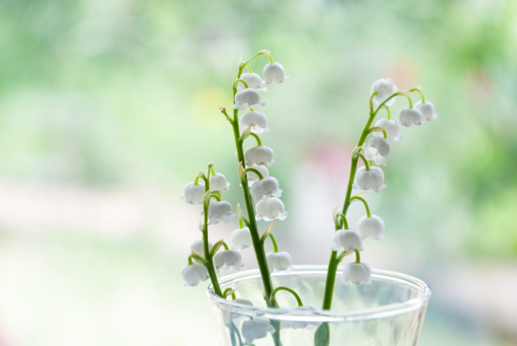 すずらんの育て方｜鉢植えでも毎年花を咲かせる方法は？