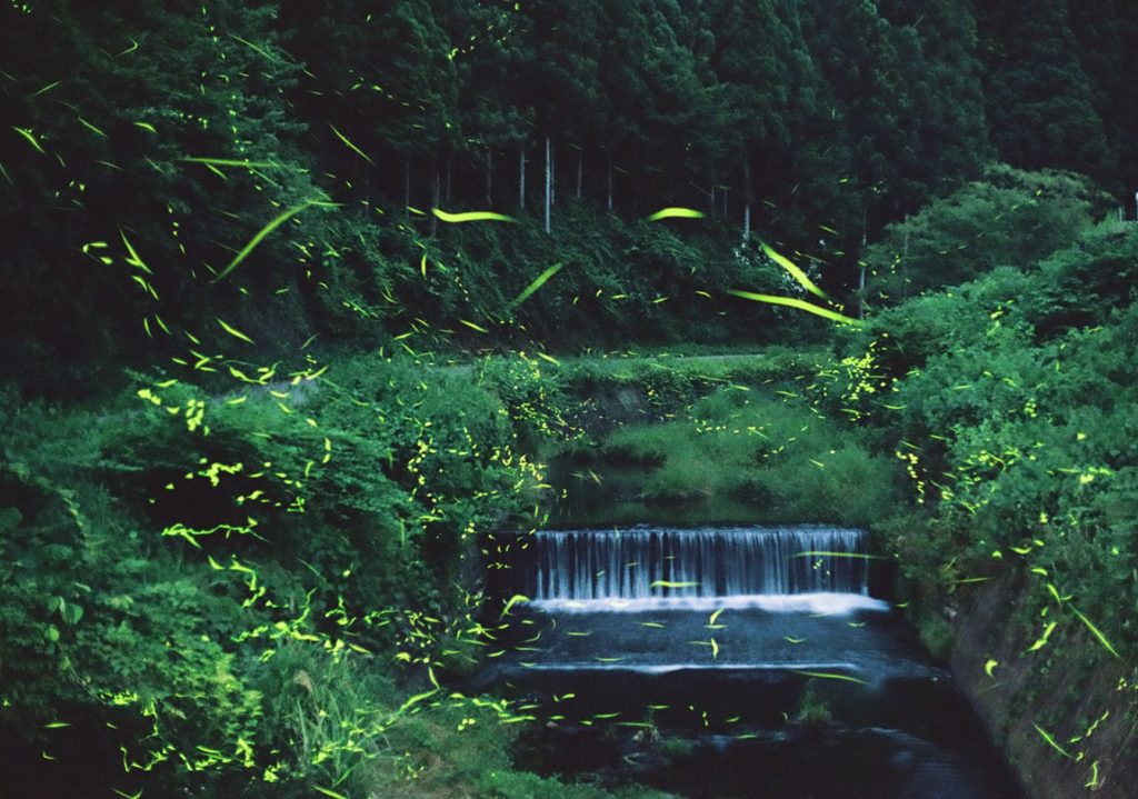 岡山のホタル名所～矢掛町宇内ホタル公園と周辺の川に蛍を見に行こう