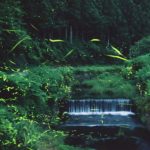 岡山のホタル名所～矢掛町宇内ホタル公園と周辺の川に蛍を見に行こう