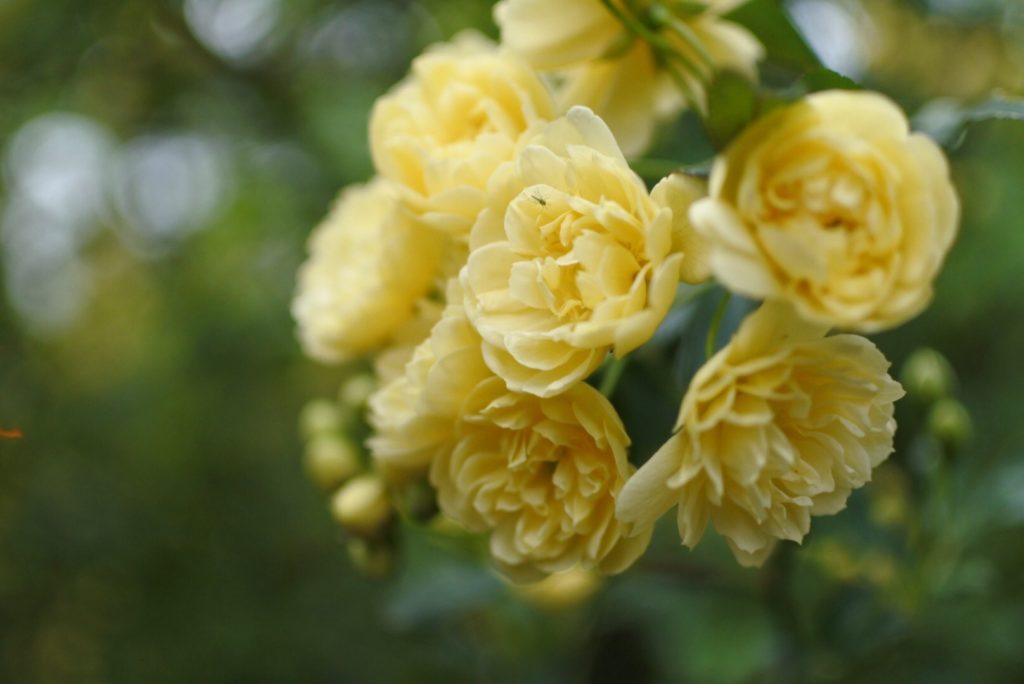 眞子さまのお印のモッコウバラってどんな花？咲く時期や花言葉は？