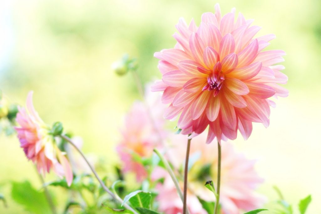 折り紙でつくる夏の花｜ひまわり・朝顔・ダリア・桔梗の簡単な折り方