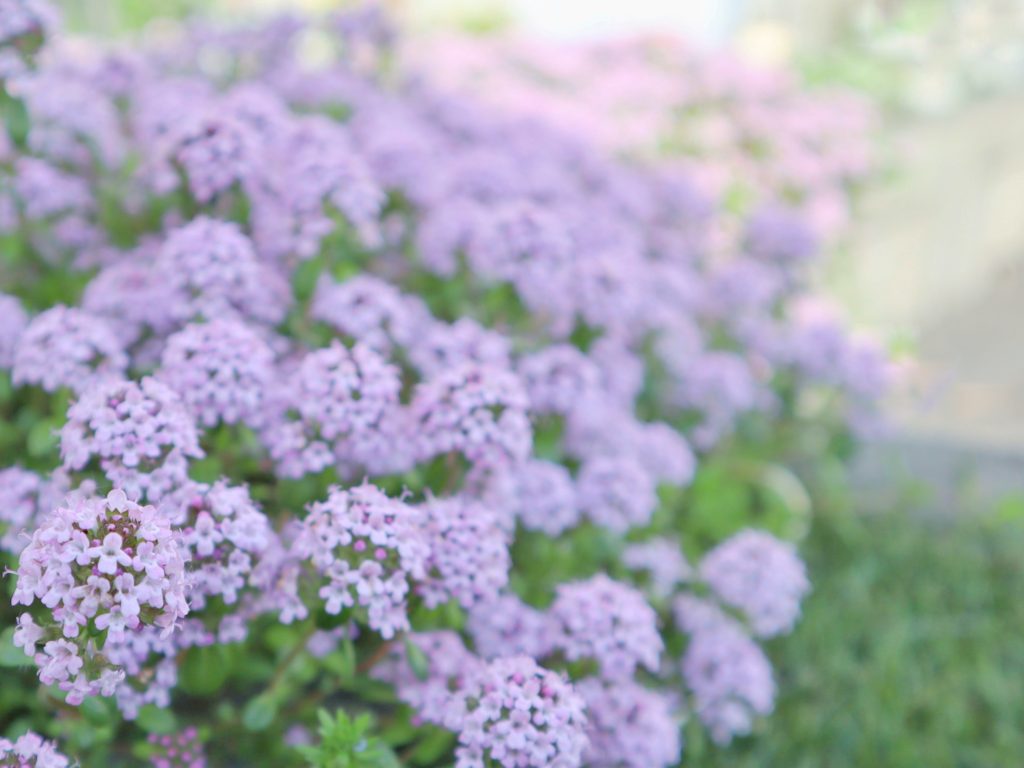 タイムの種類｜グランドカバーにおすすめのタイム10選！