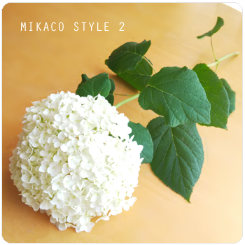 アナベルを挿し木から育てる栽培記録 挿し木の方法 花が咲くまで Mikaco Style 2