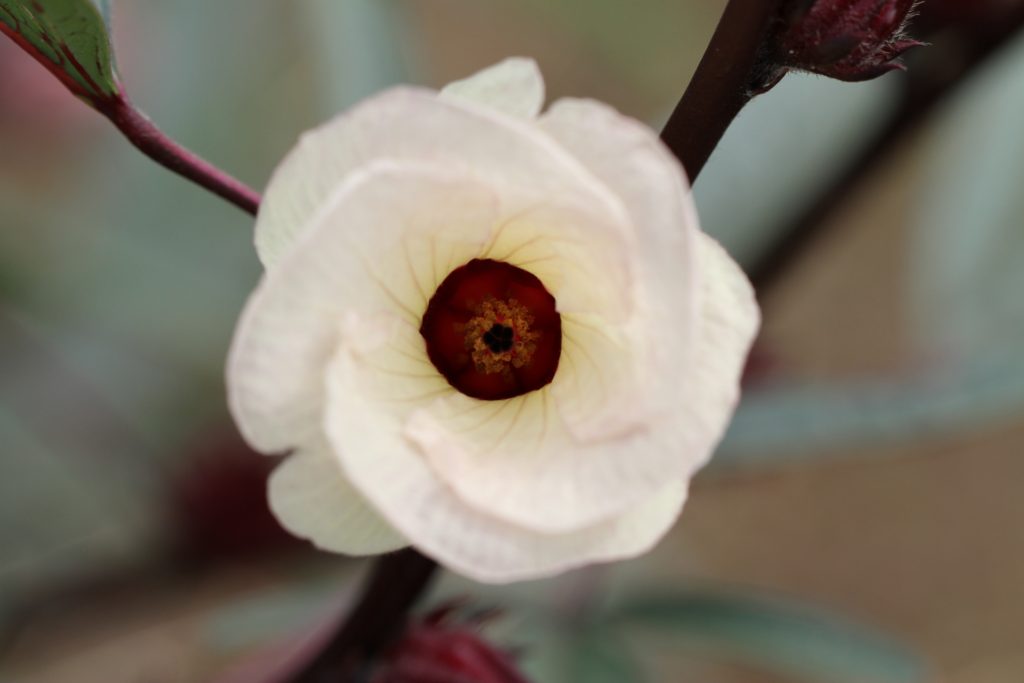 ハイビスカスティーの原料はローゼル？おいしい入れ方や効果効能は？