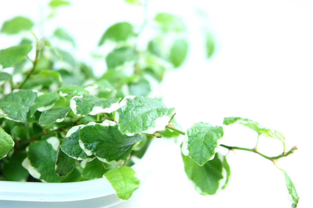 ダイソー植木鉢レビュー｜底面給水できる受け皿一体型組み立て植木鉢