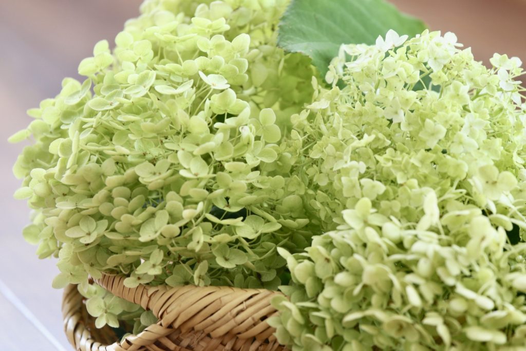 アナベルのドライフワラーの作り方は？時期はいつがよい？