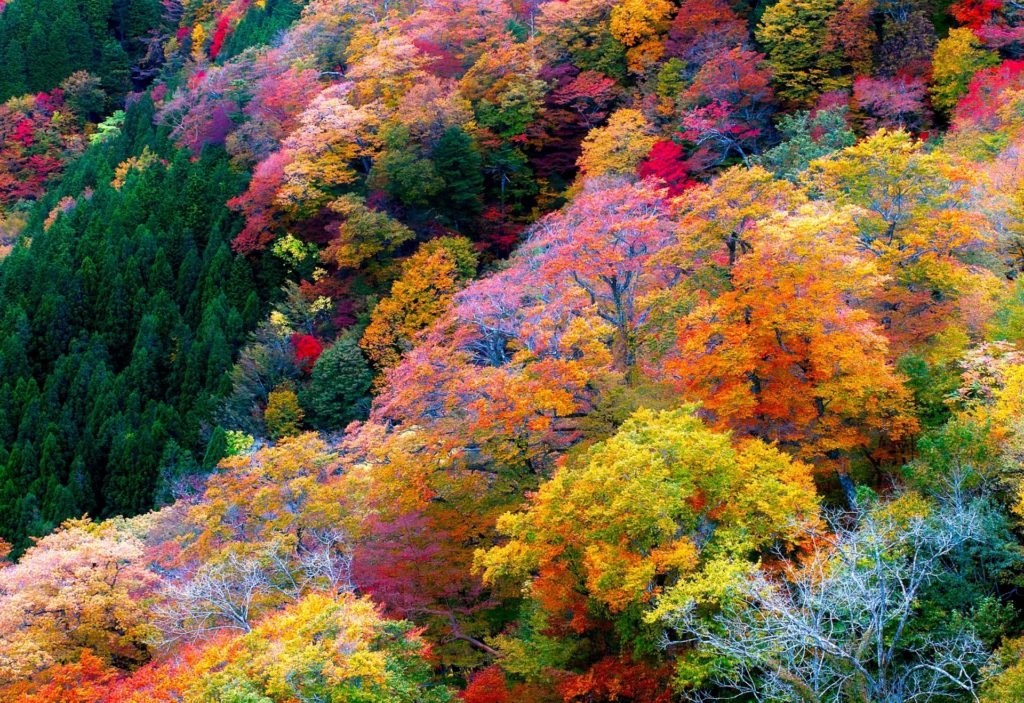 紅葉狩りはなぜ狩りというのか、意味や由来は？紅葉狩りって何するの