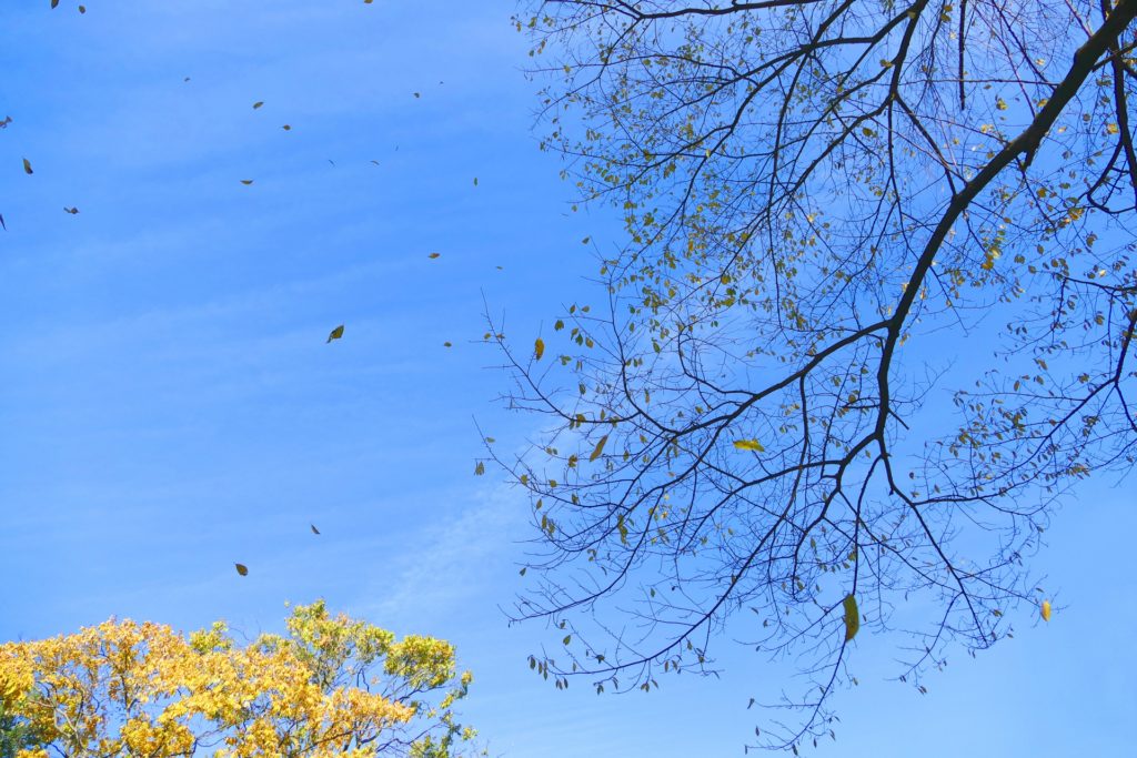 木枯らし一号とは？条件や定義は何？吹かない年もあるってホント？