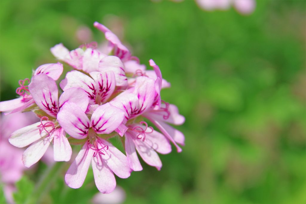 ローズゼラニウムの挿し木の方法と鉢上げ～その後の生長記録