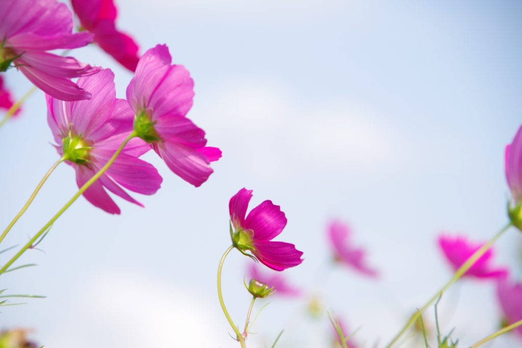コスモスを漢字で秋桜と書く由来は？本当の読み方はあきざくら？