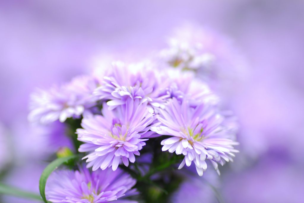 喪中はがきを出す時期は12月では遅い？寒中見舞いを送るならいつ？