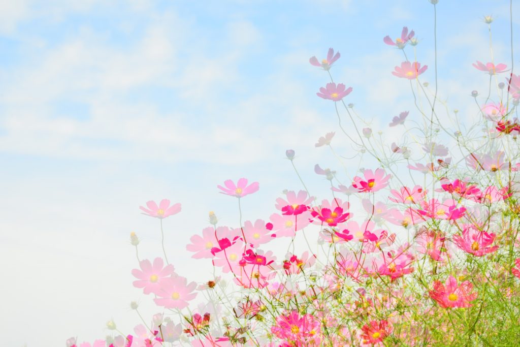 笠岡ベイファームのコスモス畑の見頃・開花はいつ？コスモスフェスも